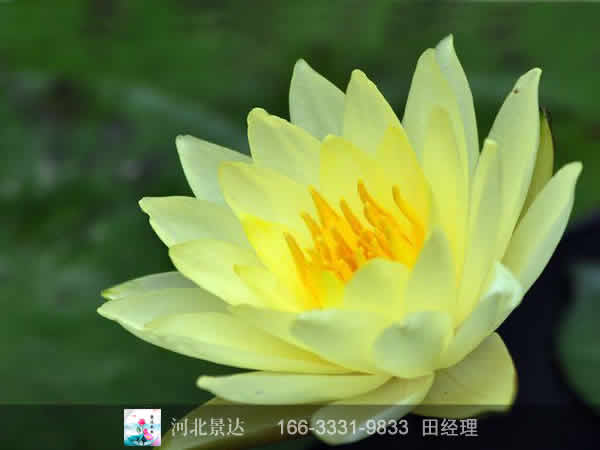 黄乔伊睡莲