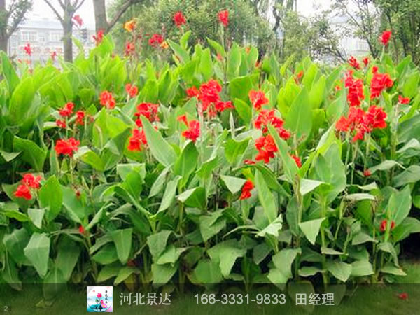 红美人蕉效果