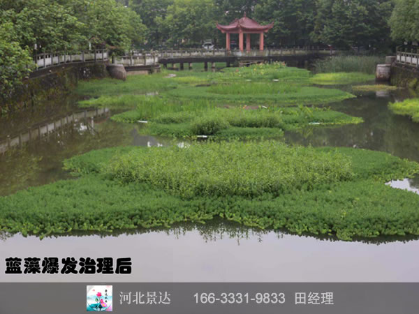 北京小中河工程蓝藻泛滥治理前后对比图
