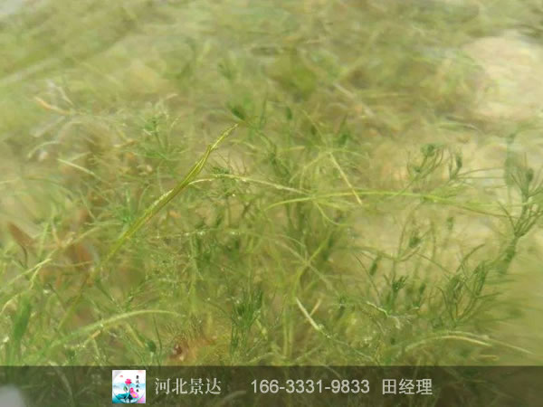 小茨藻效果