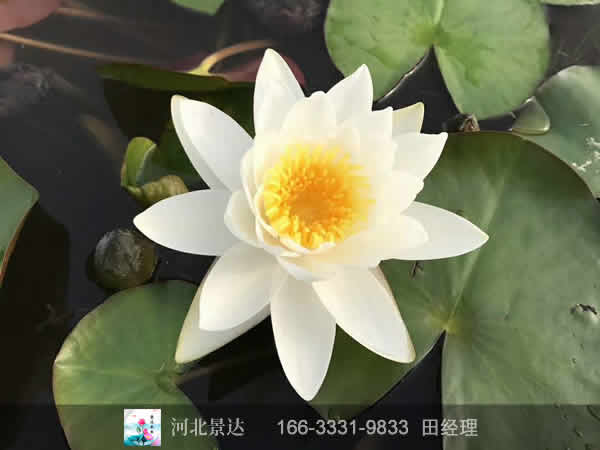 精品睡莲苗