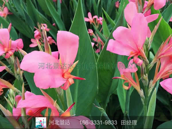 粉色美人蕉