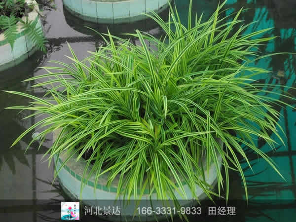 盆栽花叶芦竹