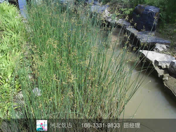 水葱