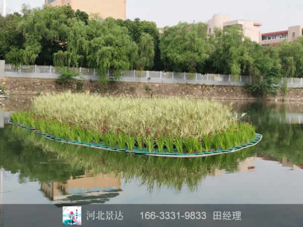浮岛湿地