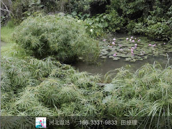 旱伞草