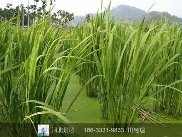 茭白