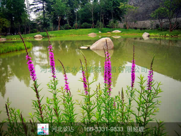 千屈菜种植