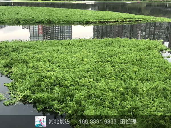 狐尾藻种植效果