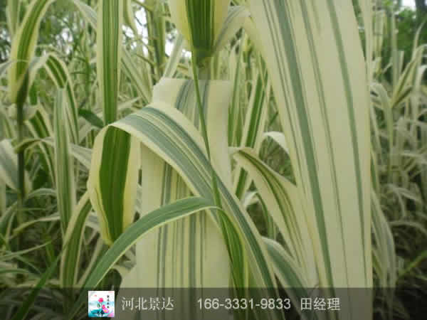 花叶芦竹