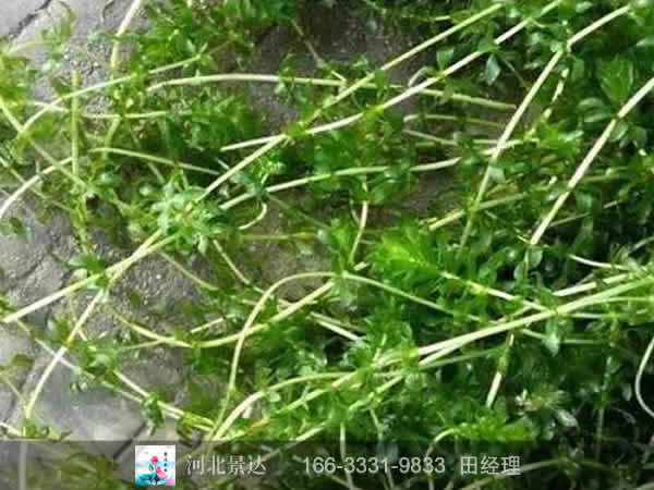 轮叶黑藻