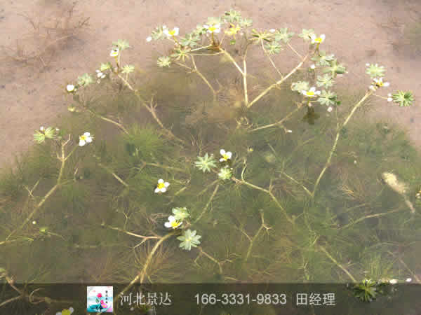 水毛茛