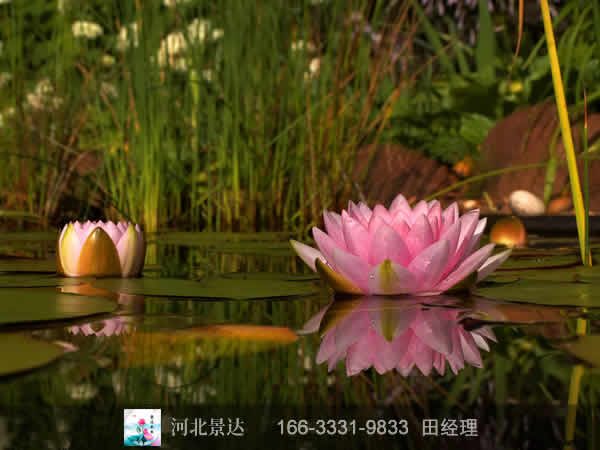 粉牡丹