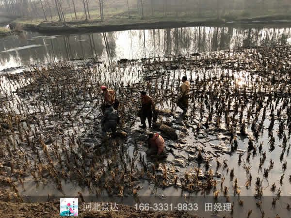 潜流湿地