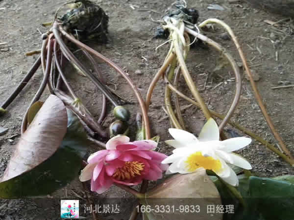 精品睡莲苗