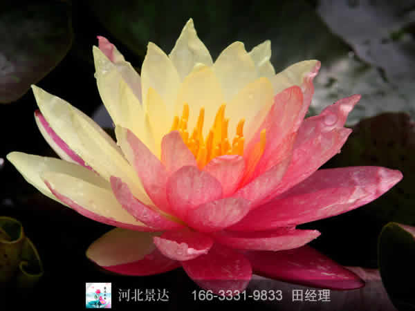 万维莎