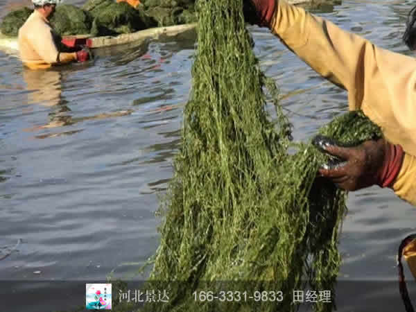 丝网黑藻