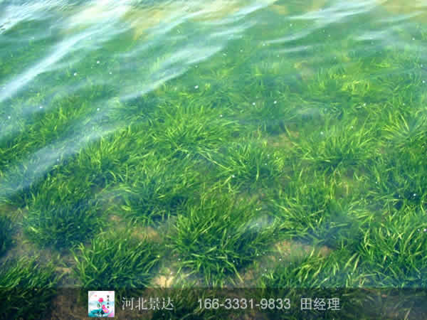 矮生苦草