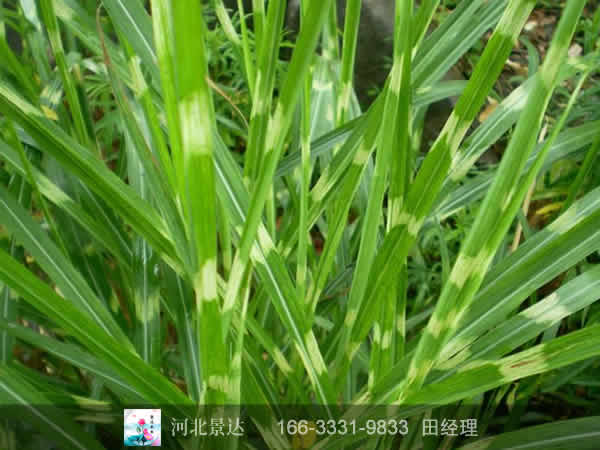 斑叶芒