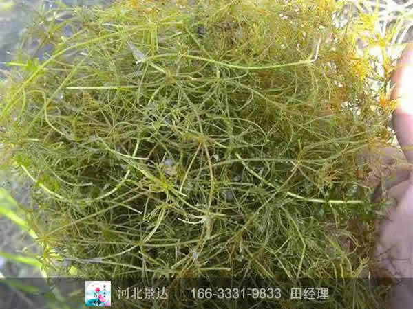 小茨藻