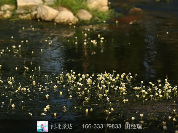 水毛茛效果