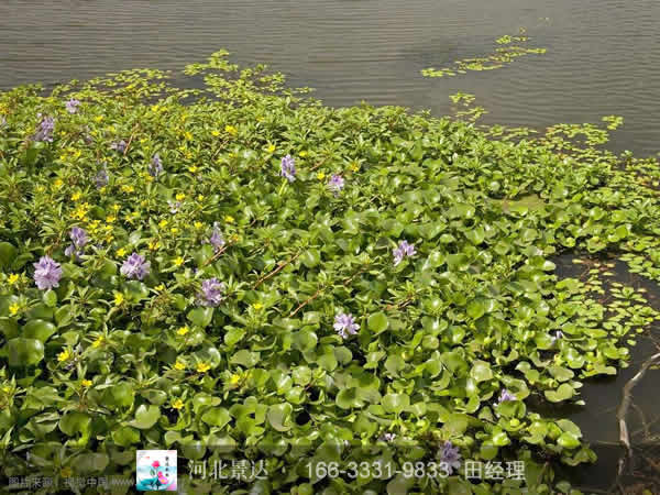 水葫芦