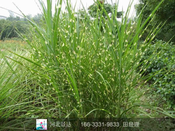 斑叶芒