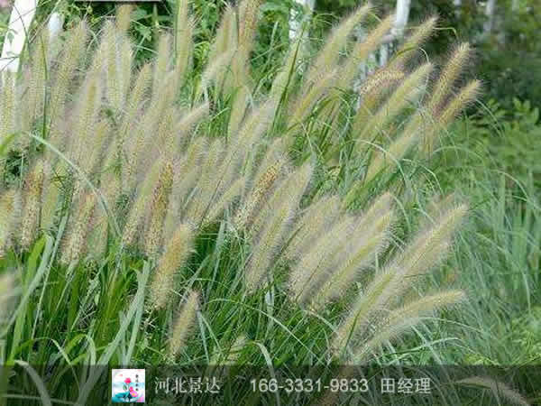狼尾草