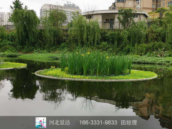 浮岛湿地