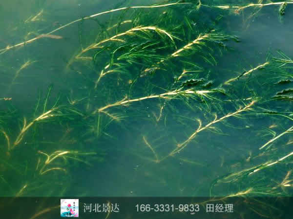 轮叶黑藻