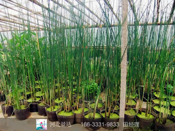盆栽水葱