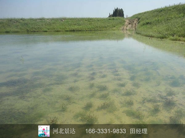黑藻净化水体效果