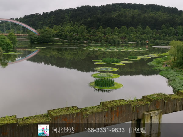 浮岛湿地