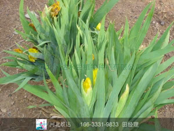 鸢尾幼苗