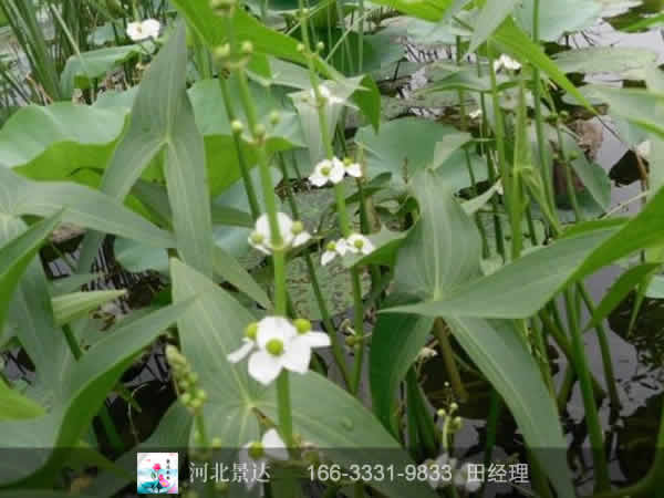 慈姑