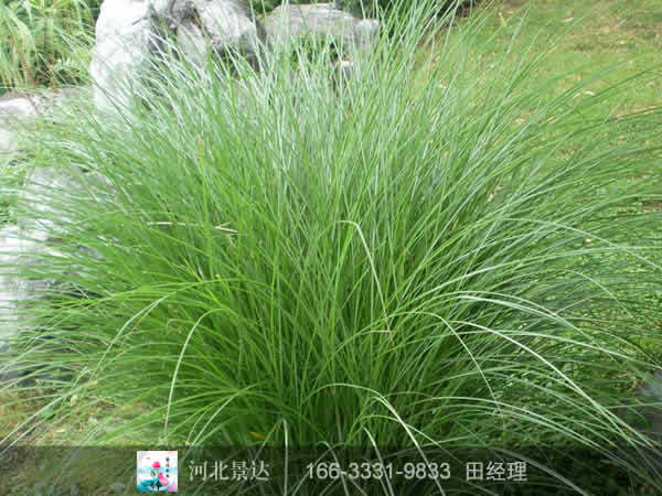 细叶芒
