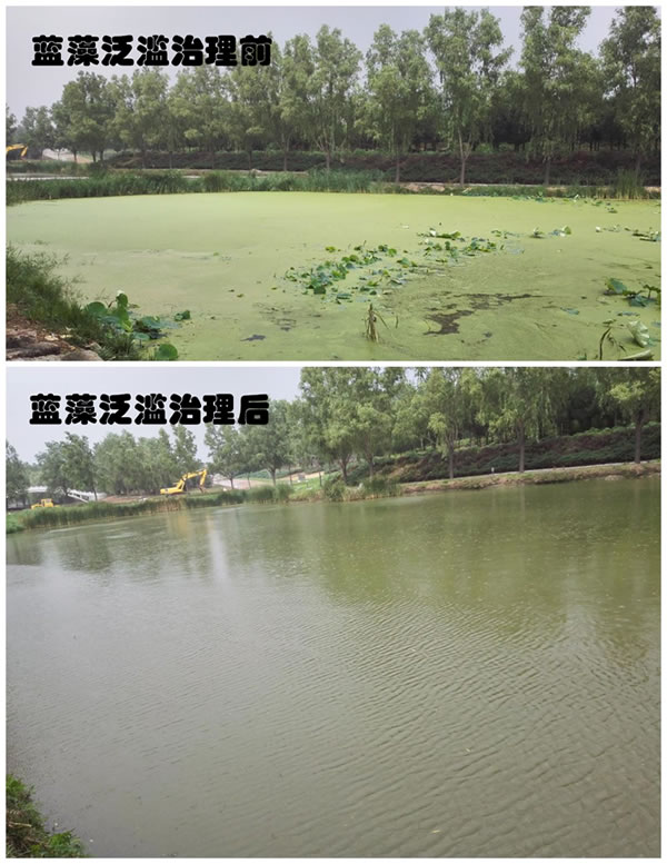 北京某工程学院工湖蓝藻泛滥治理前后对比图