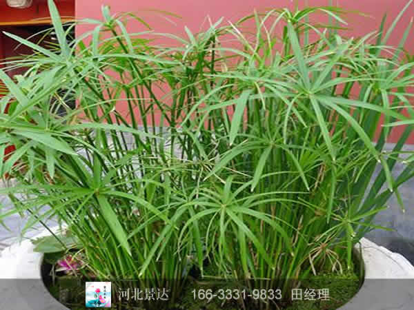 盆栽旱伞草
