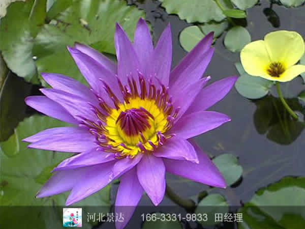 精品睡莲苗