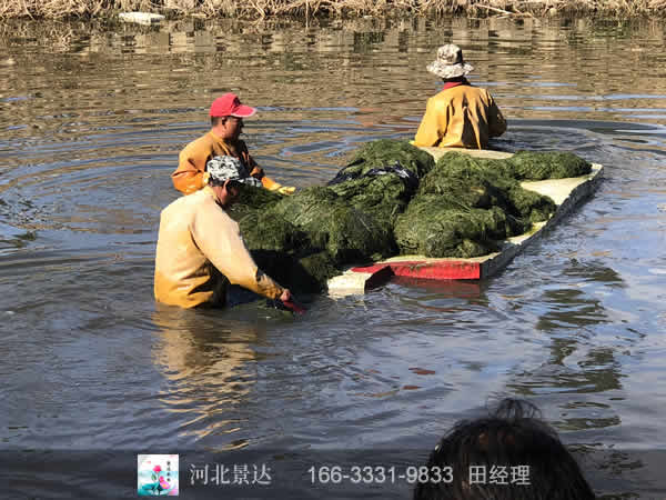 丝网黑藻