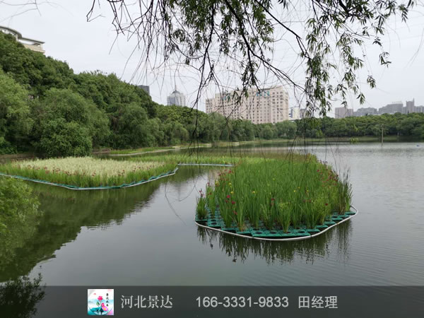 浮岛湿地