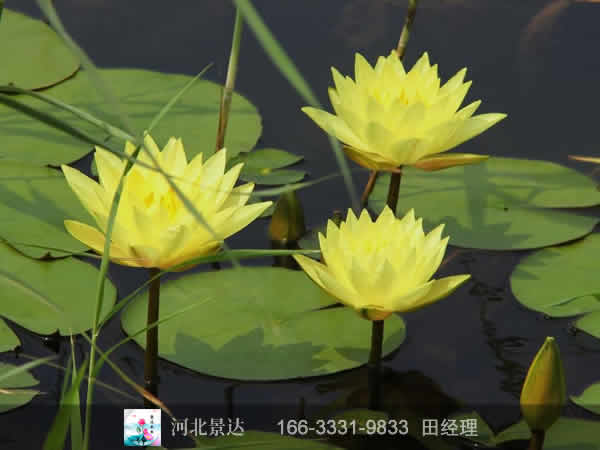 精品睡莲苗