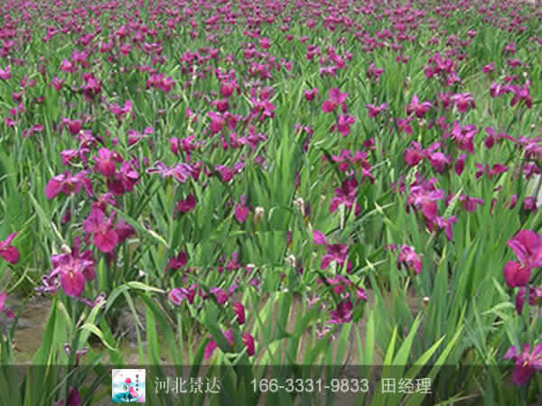 彩虹鸢尾