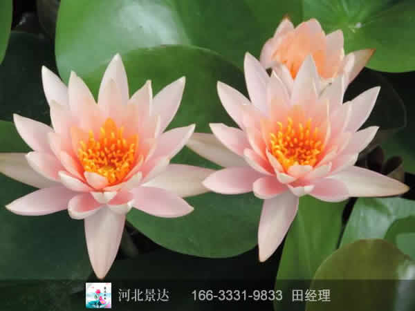 科罗拉多睡莲