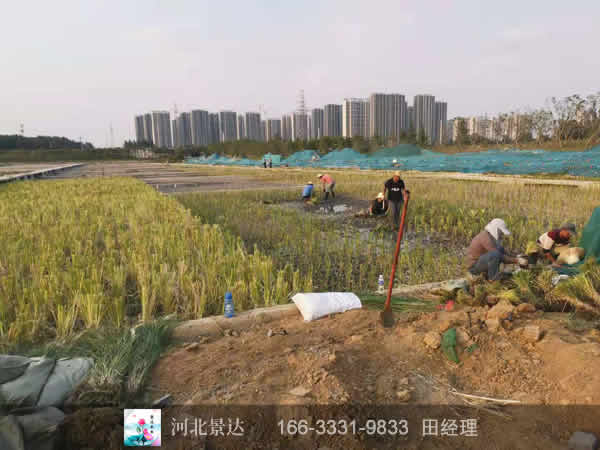 潜流湿地