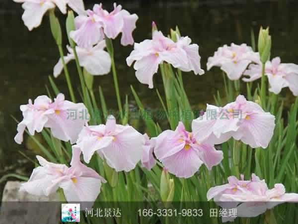 西伯利亚鸢尾
