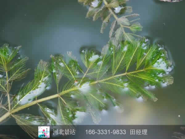 粉绿狐尾藻