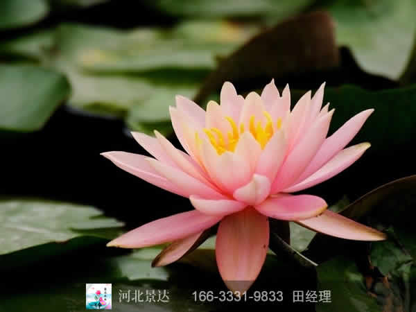 粉牡丹睡莲