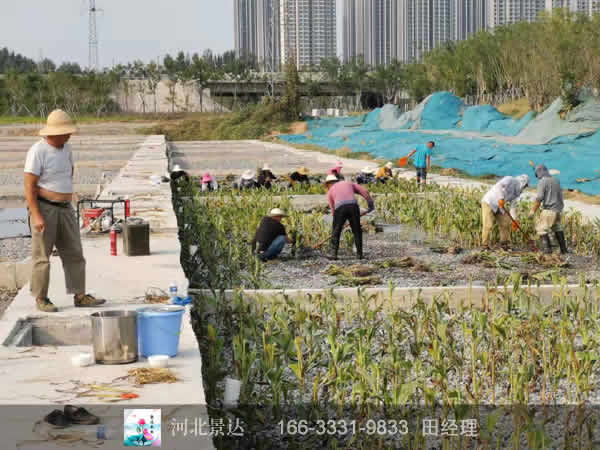 潜流湿地
