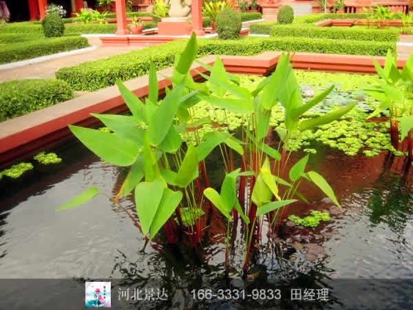 再力花